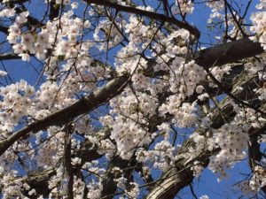 cherry blossoms April 17
